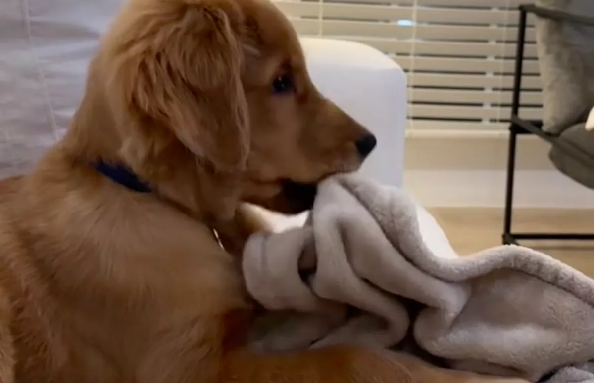 Először lát a kiskutya egy másik golden retrievert: a reakciója szíveket olvaszt - Videó