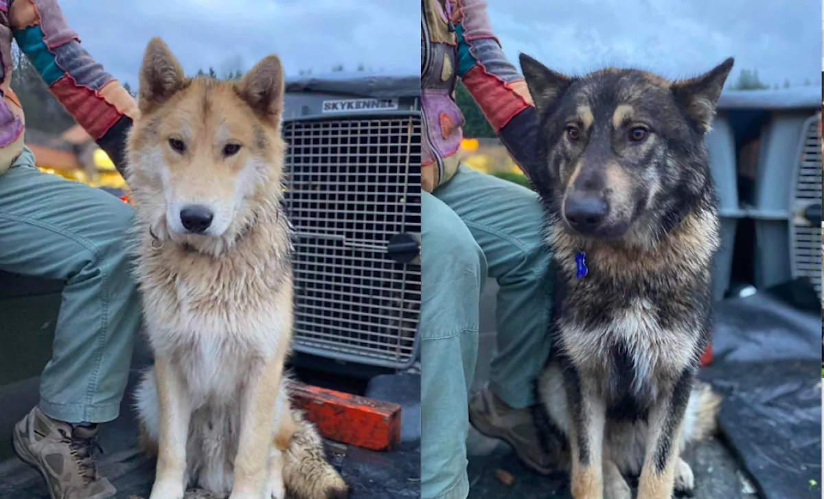 Túrázni indult: a kutyáival találtak holtan a 61 éves nőt - Fotók