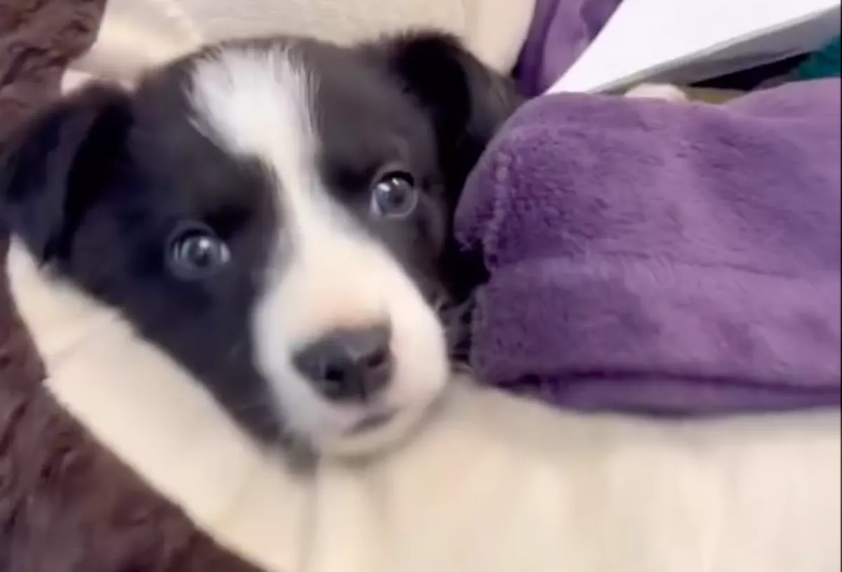 El akarják altatni a gazdik a kiskutyát: aztán szívszorító lesz a helyzet - Videó