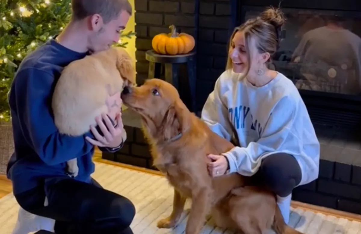 Először találkozik kölyökkutyával a golden retriever: a szívek nem sokkal később hevesebben kezdenek verni - Videó
