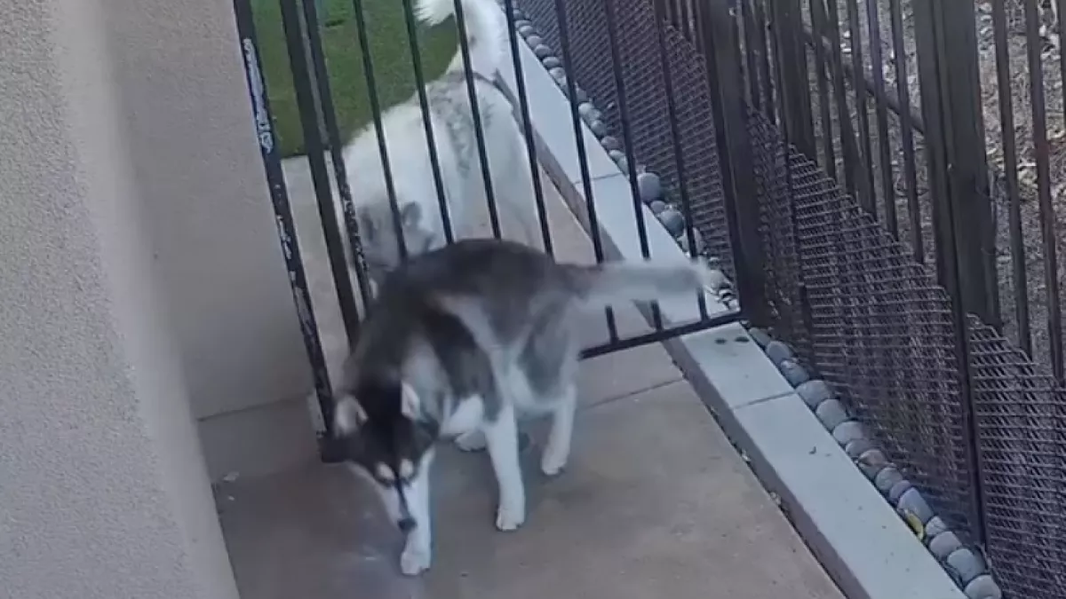 Sokkolta a gazdit, amikor meglátta, hogy jutott át a kerítésen a huskyja - Videó