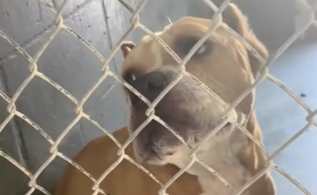 Évekig várt a menhelyen: szorongani kezdett, amikor meglátta az új otthonát a kutya - Videó