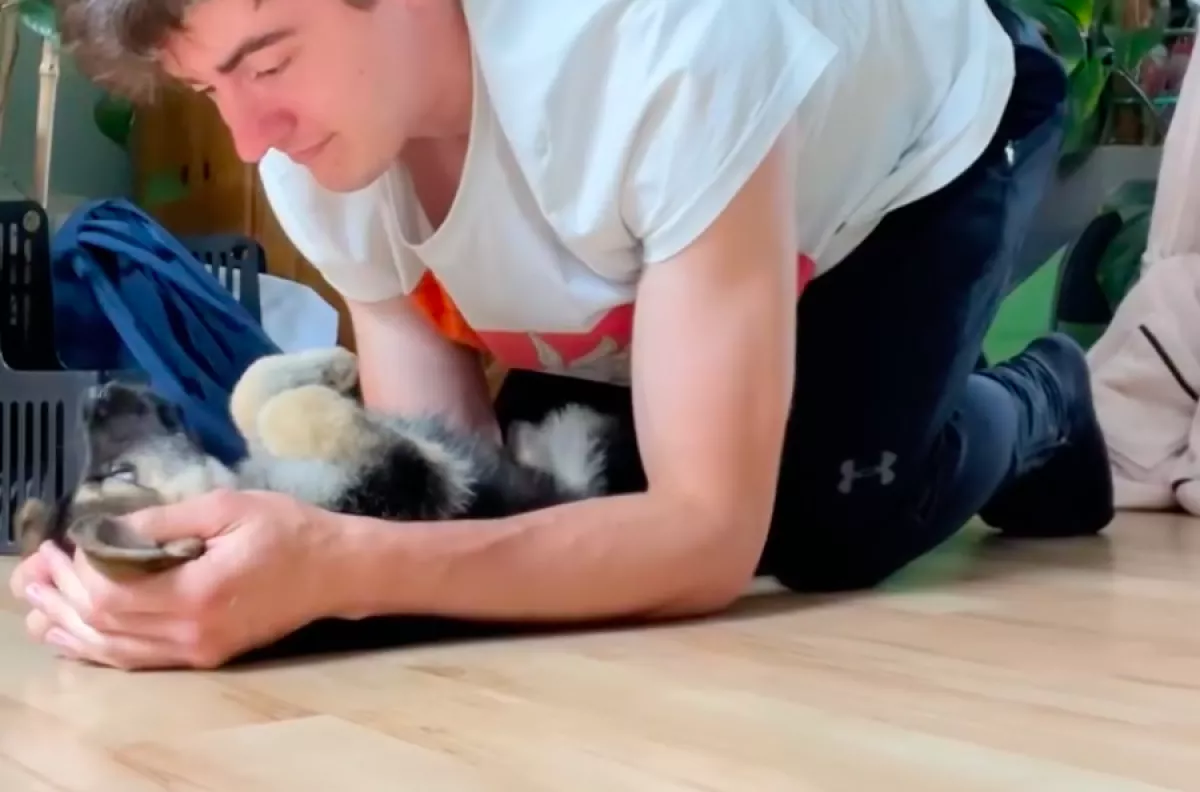 Edzeni akar a srác: amit a kölyök német juhásza ezután tesz, milliókat nevettet meg - Videó