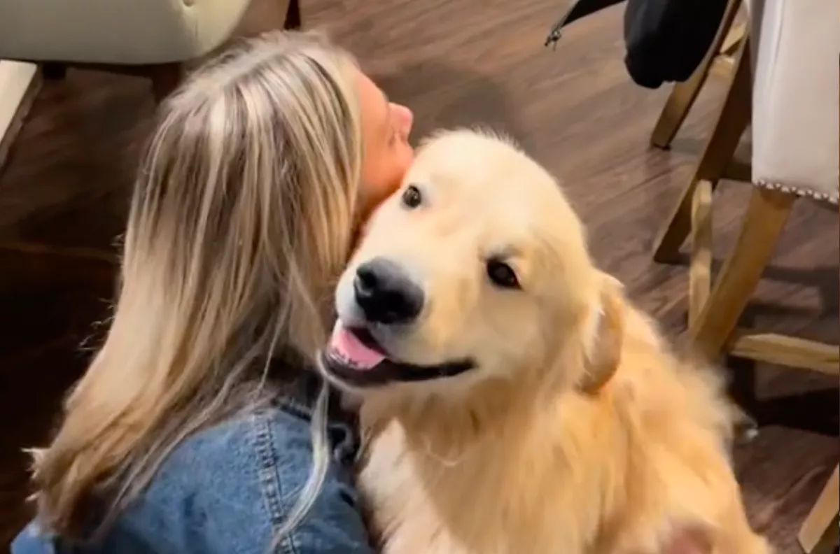 Csak egy nőre figyel a golden retriever - és az nem a gazdija - Videó