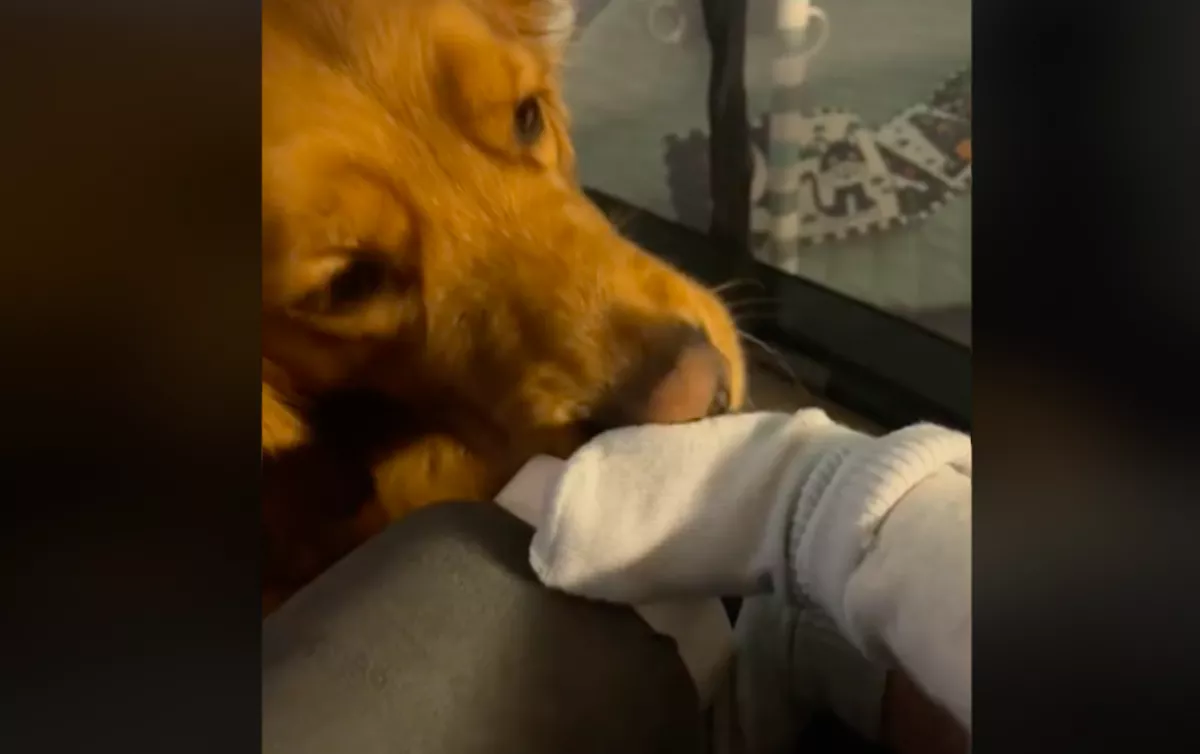 Lekamerázta a nő, hogy ölelkezik a golden retriever a babával: amit ezután tett, milliókat nevettet meg - Videó