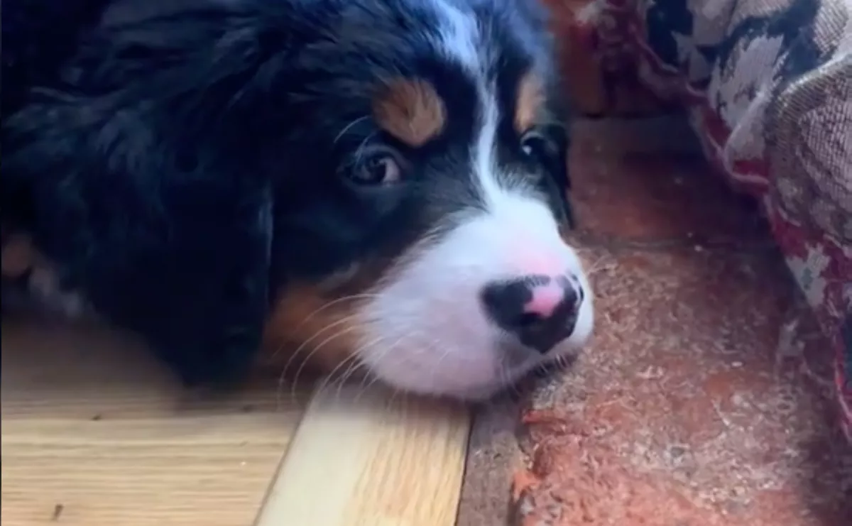 Először hallja tüsszenteni a gazdit a berni pásztor kölyök: a reakciója szíveket olvaszt meg - Videó