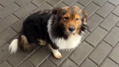 Két éve vár ugyanazon a helyen ez a kutya: az oka milliók szemébe csal könnyeket - Fotók