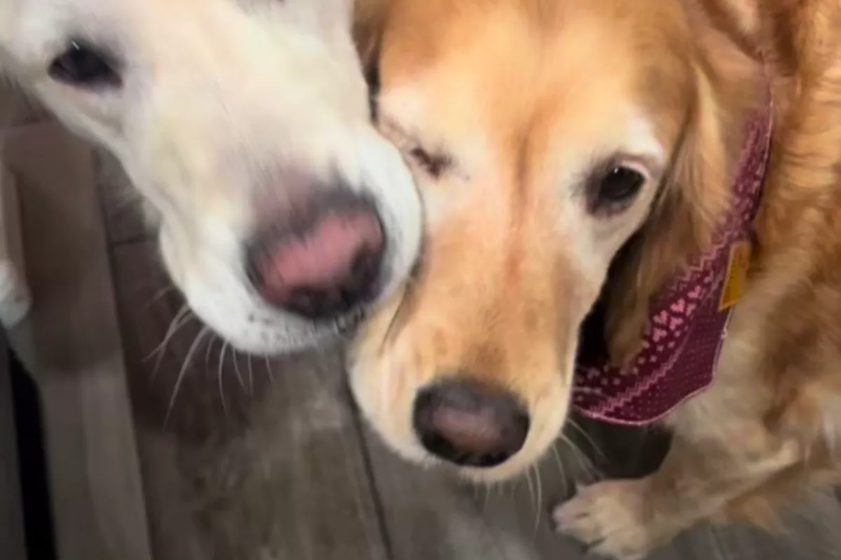 Golden retrievert akart venni a nő: amikor meglátta, nem hitt a szemének