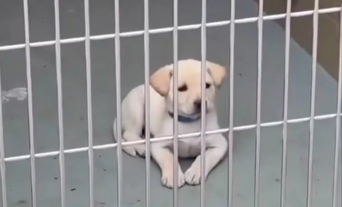 Szívszorító látvány: apró kiskutya ül egyedül a menhelyen - Videó