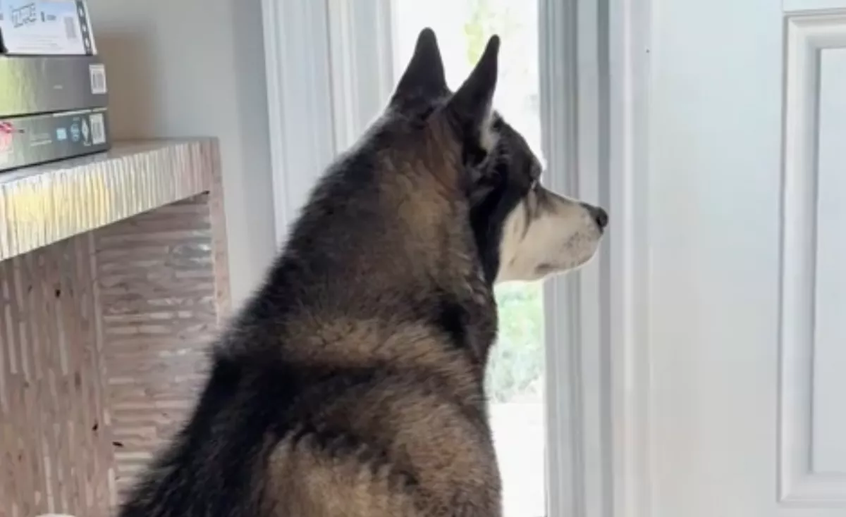 Tréningre viszik a golden retrievert: a husky reakciója nem hagy szemet szárazon - Videó