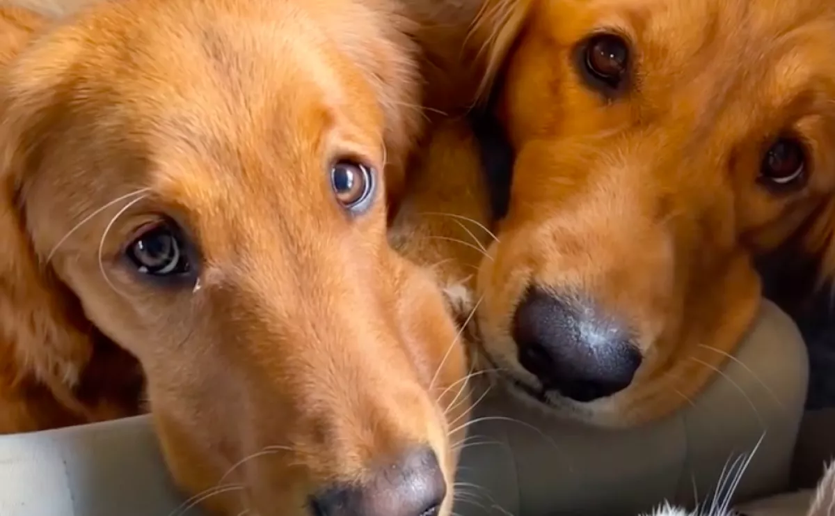 Vett egy másik golden retrievert a nő: ami ezután történt, azon milliók nevetnek - Videó