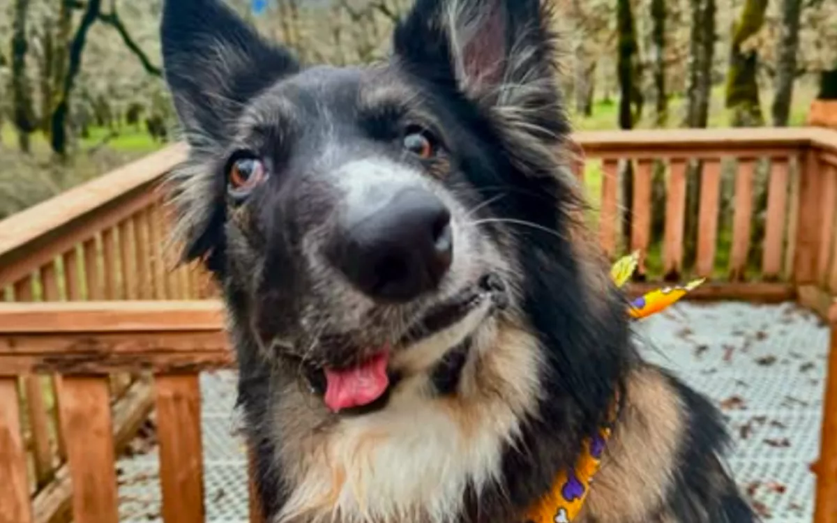 Ezen a fura kutyán nevetnek félmillióan: köztük hírességek is - Fotók