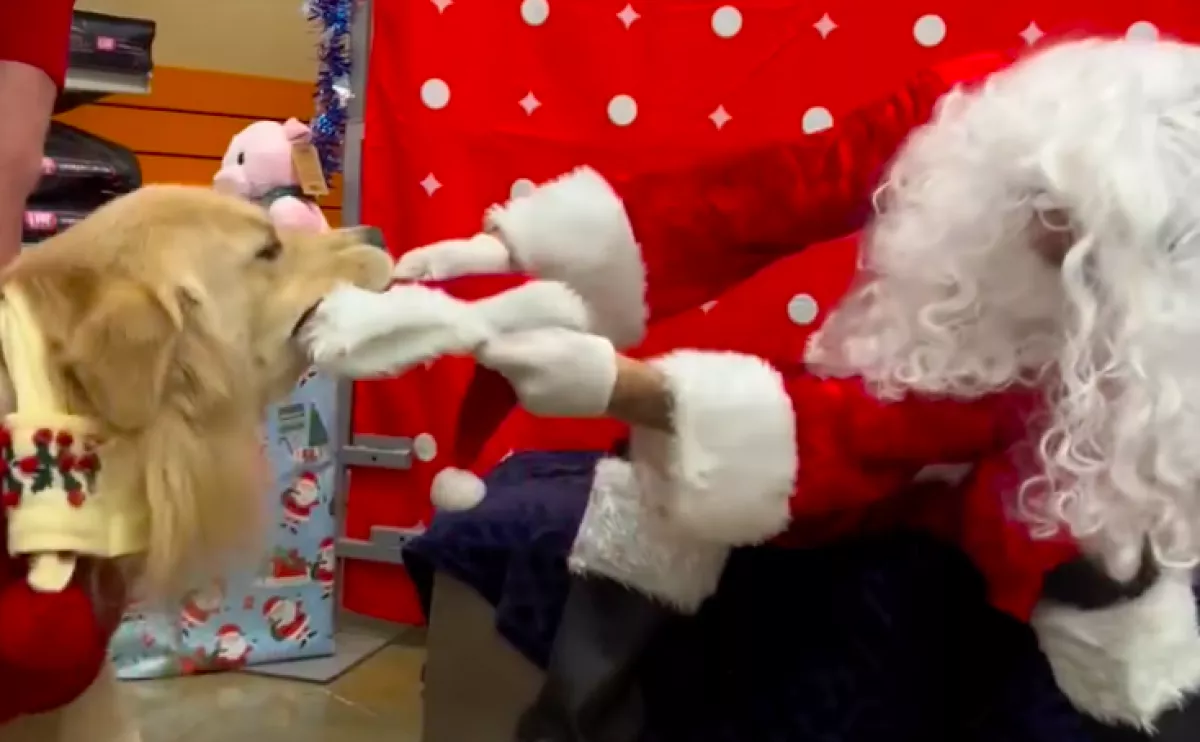 Találkozik a mikulással a golden retriever: a fiaskóra nem sokat kell várni - Videó