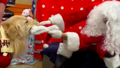 Találkozik a mikulással a golden retriever: a fiaskóra nem sokat kell várni - Videó