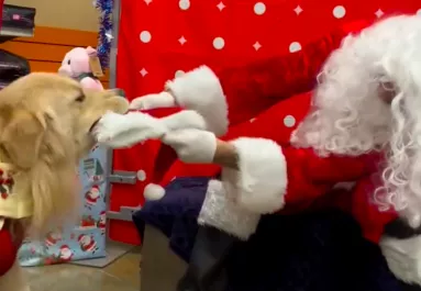 Találkozik a mikulással a golden retriever: a fiaskóra nem sokat kell várni - Videó