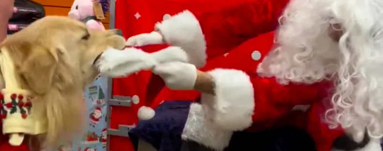 Találkozik a mikulással a golden retriever: a fiaskóra nem sokat kell várni - Videó