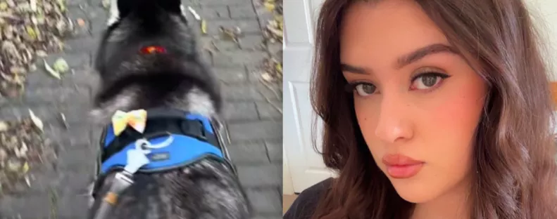 Amit a husky minden séta alatt csinál, az testszégyenítés - Mégis milliók nevetnek rajta - Videó