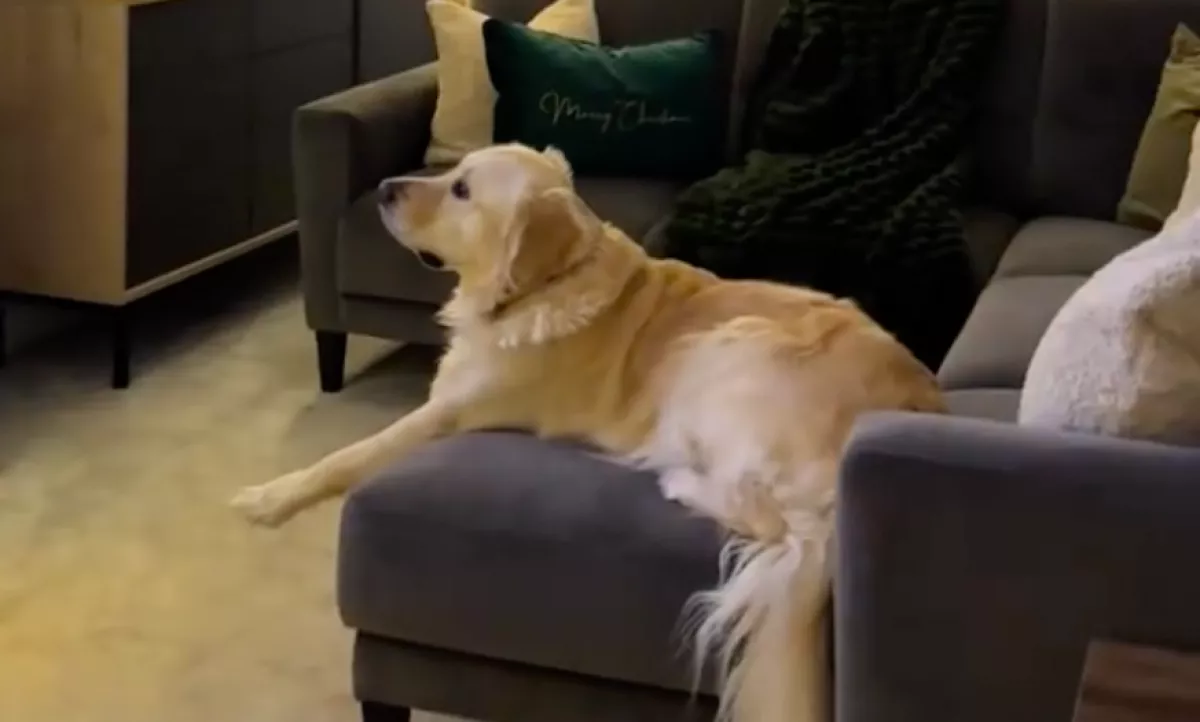 El van varázsolva a golden retriever: nem hiszi el, mitől - Videó