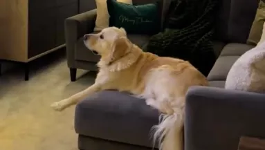 El van varázsolva a golden retriever: nem hiszi el, mitől - Videó