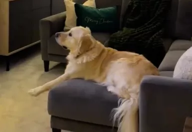 El van varázsolva a golden retriever: nem hiszi el, mitől - Videó