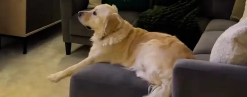 El van varázsolva a golden retriever: nem hiszi el, mitől - Videó
