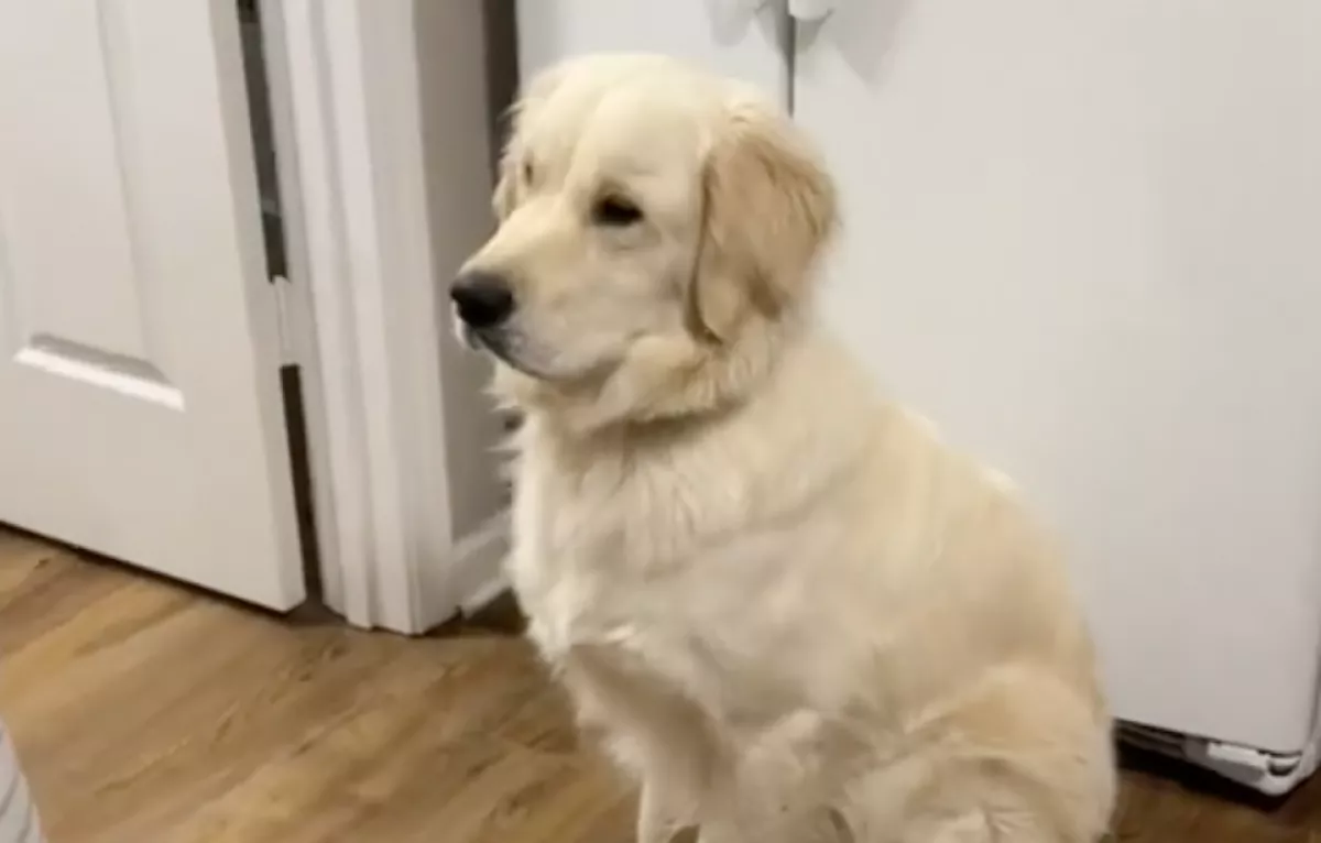 Reszket a karácsonyi dekorációtól a golden retriever - A videója milliókat érint meg