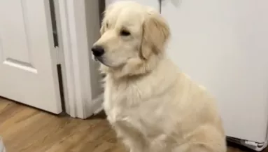 Reszket a karácsonyi dekorációtól a golden retriever - A videója milliókat érint meg