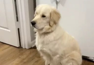Reszket a karácsonyi dekorációtól a golden retriever - A videója milliókat érint meg