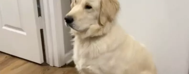 Reszket a karácsonyi dekorációtól a golden retriever - A videója milliókat érint meg