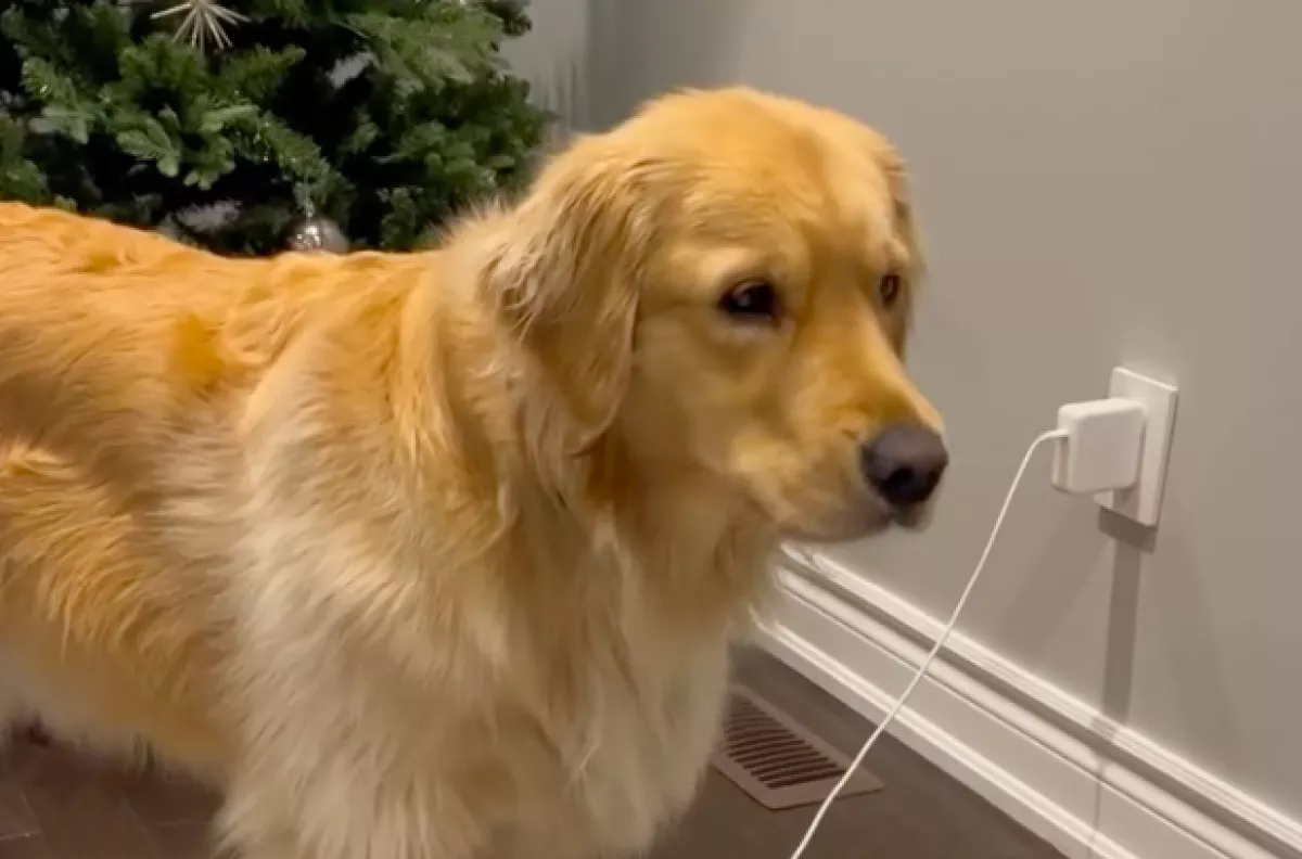 Dühösen ugat a golden retriever, mert útban van a kábel: ami ezután történik, azon milliók nevetnek - Videó