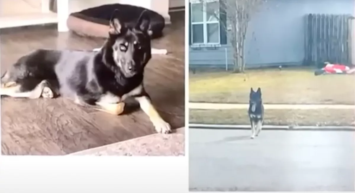 Egy hete kereste a család a kutyát: amikor éjszaka csengettek, elakadt a szavuk- Videó