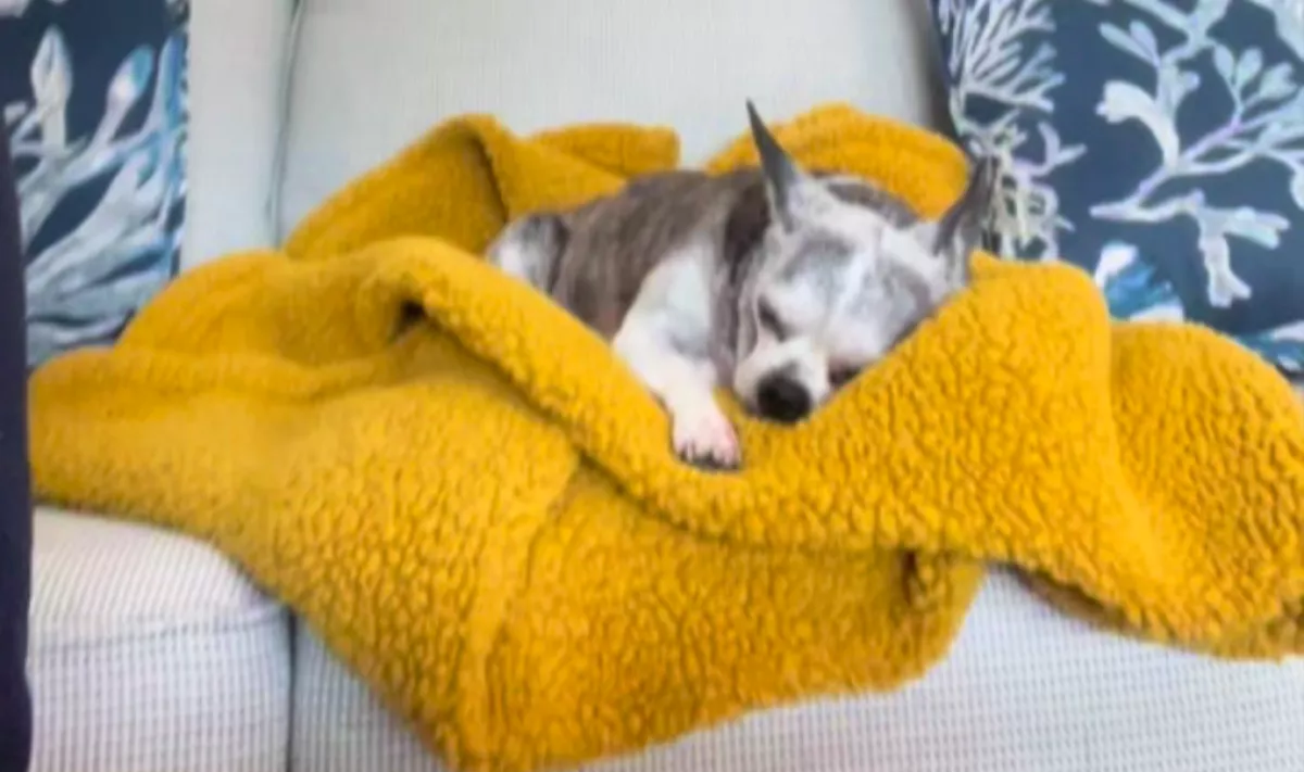 18 órát utazott a nő, hogy meglepje a kutyáját: a reakciója szívszorító - Videó