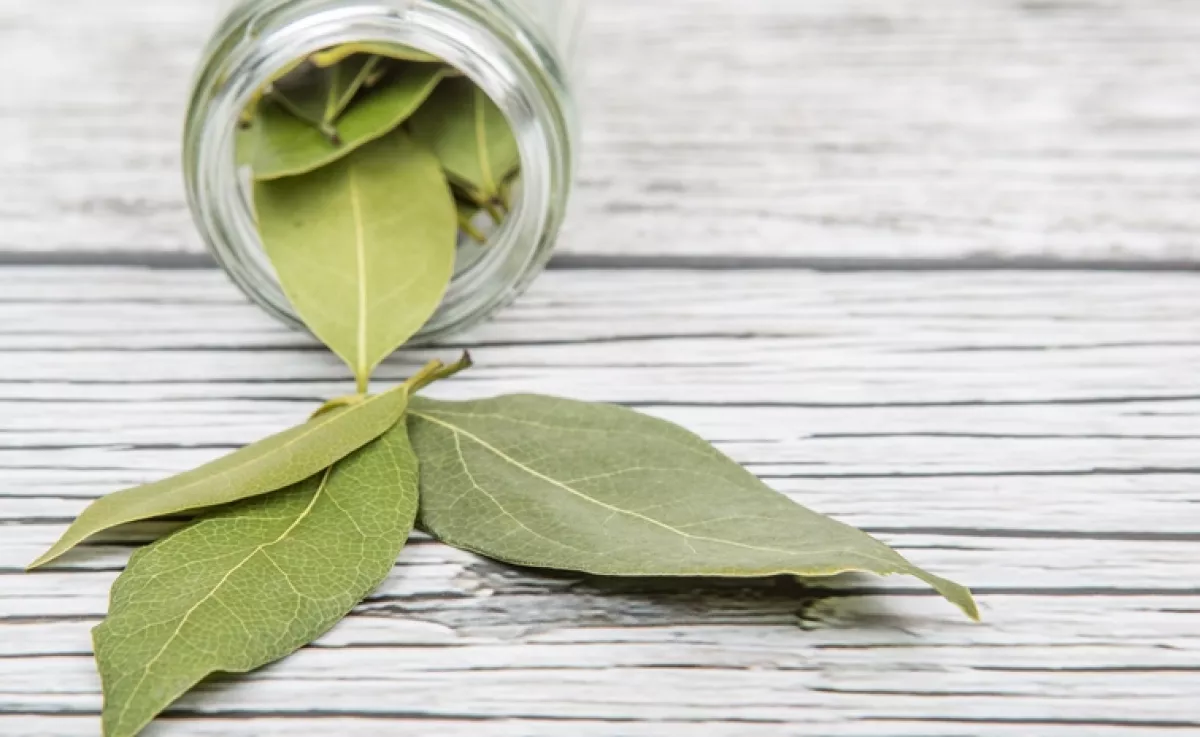 Tegyél babérlevelet a radiátorra: csodálatos dolog fog történni!