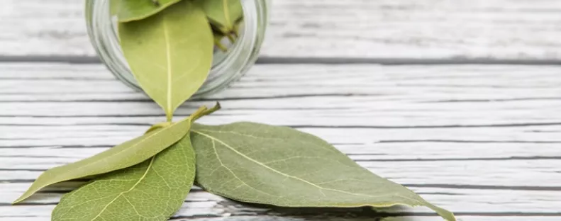 Égettél már valaha babérlevelet a lakásban? Próbáld ki, extrém dolgot tapasztalsz majd