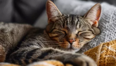 Soha ne vágd le a macskád bajszát: óriási hibát követsz el, ha mégis így teszel