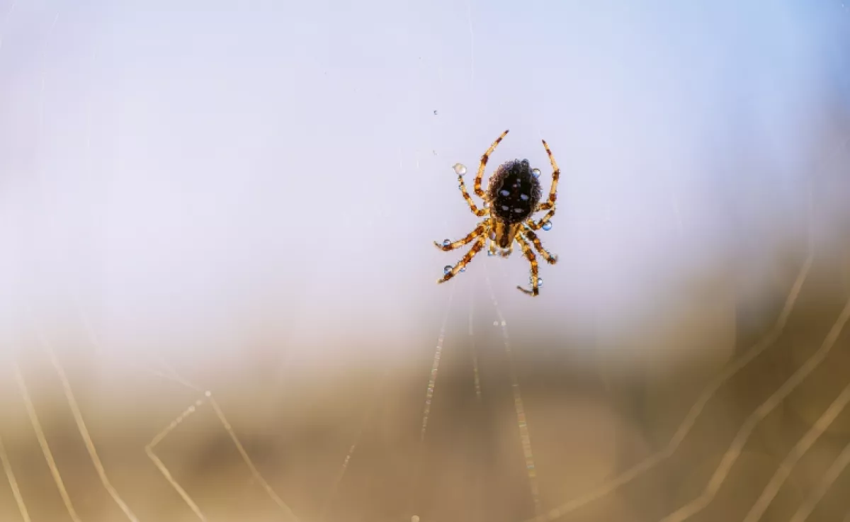 Meg sem közelítik a házat a pókok, ha ezt csinálod: szabályosan elriasztja őket ez a vegyszermentes praktika