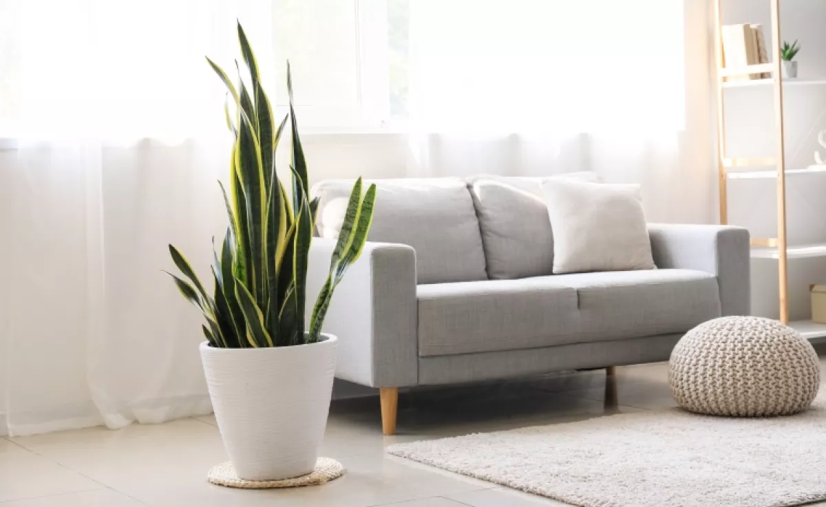 Ez a 3 szobanövény csökkenti a stresszt és javítja a kedved: nyugtatóan hatnak az egész családra