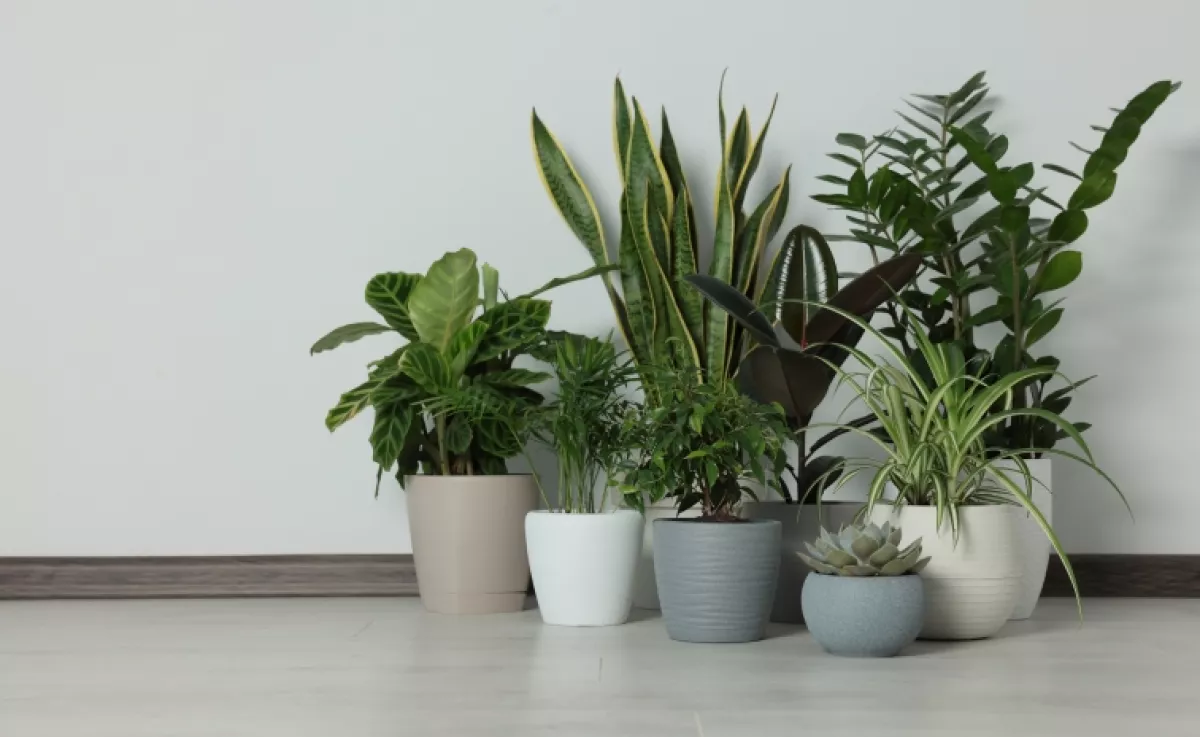 Ez az 5 növény kiirtja a penészt az otthonodból: megszüntetik a páralecsapódást, és még szépek is