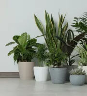 Gyönyörű, de mérgező: vigyázz, mert ez a népszerű szobanövény súlyos fájdalmat is okozhat, ha hozzáérsz