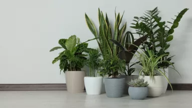 Gyönyörű, de mérgező: vigyázz, mert ez a népszerű szobanövény súlyos fájdalmat is okozhat, ha hozzáérsz