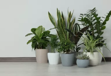 Gyönyörű, de mérgező: vigyázz, mert ez a népszerű szobanövény súlyos fájdalmat is okozhat, ha hozzáérsz