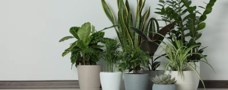 Gyönyörű, de mérgező: vigyázz, mert ez a népszerű szobanövény súlyos fájdalmat is okozhat, ha hozzáérsz