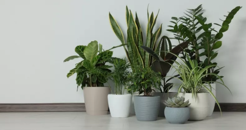 Gyönyörű, de mérgező: vigyázz, mert ez a népszerű szobanövény súlyos fájdalmat is okozhat, ha hozzáérsz