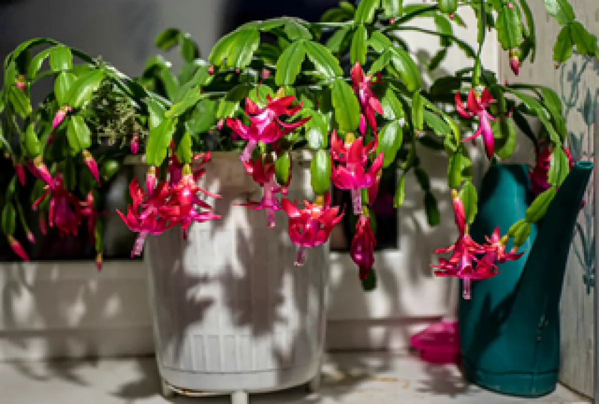 Nagyi tippje: ha így gondozod a karácsonyi kaktuszt, egészen márciusig virágozni fog