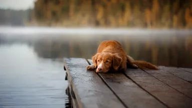 Jobb, ha tudod: ez az 5 dolog lerövidítheti kutyád életét