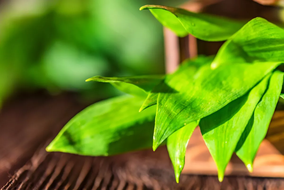 Soha többé nem lesz egyetlen álmatlan éjszakád sem, ha ezeket a növényeket tartod a hálószobában