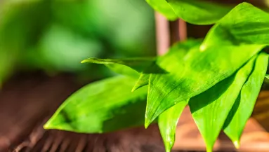 Soha többé nem lesz egyetlen álmatlan éjszakád sem, ha ezeket a növényeket tartod a hálószobában