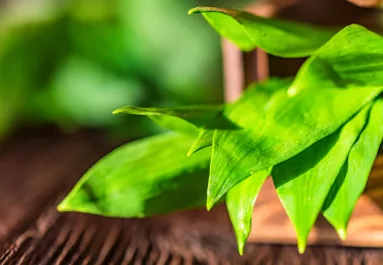 Soha többé nem lesz egyetlen álmatlan éjszakád sem, ha ezeket a növényeket tartod a hálószobában