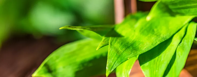 Soha többé nem lesz egyetlen álmatlan éjszakád sem, ha ezeket a növényeket tartod a hálószobában