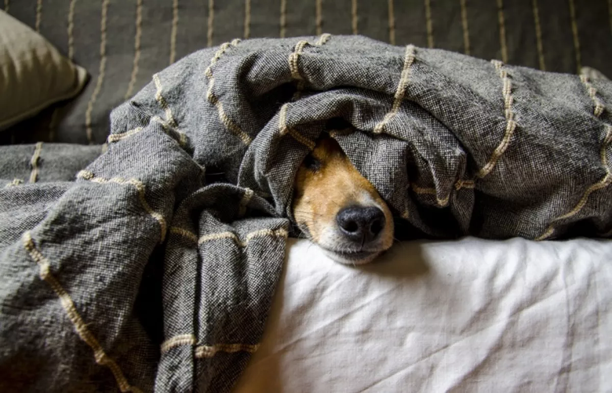 Biztosítsunk kényelmes fekhelyet szőrös barátainknak is